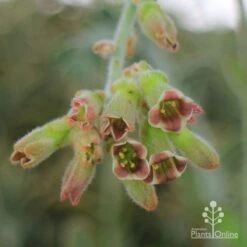 Kalanchoe Tomentosa – Panda Plant - Succulent -Australian Plants Online Sales apo kalanchoe tomentosa flower cluster