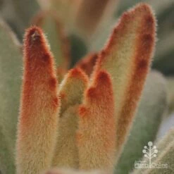 Kalanchoe Tomentosa – Panda Plant - Succulent -Australian Plants Online Sales apo kalanchoe tomentosa furry