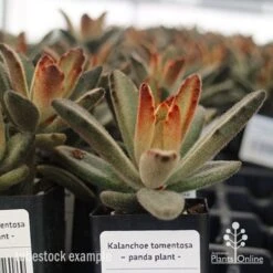 Kalanchoe Tomentosa – Panda Plant - Succulent -Australian Plants Online Sales apo kalanchoe tomentosa tubestock plant
