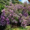 Tibouchina Illusion -Australian Plants Online Sales apo kims illusion full bloom