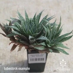 Aloe Aristata - Lace Aloe - Succulent 13 Aloe Aristata - Lace Aloe - Succulent -Australian Plants Online Sales apo lace aloe tubestock side