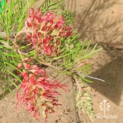 Grevillea Lana Maree -Australian Plants Online Sales apo lana maree grevillea flowers