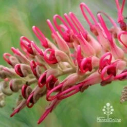 Grevillea Lana Maree -Australian Plants Online Sales apo lana maree grevillea opening