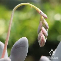 Graptopetalum Lavender Pebbles - Succulent -Australian Plants Online Sales apo lavender pebbles grapto flowerstem