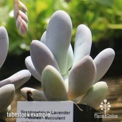 Graptopetalum Lavender Pebbles - Succulent -Australian Plants Online Sales apo lavender pebbles grapto tubestock