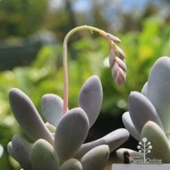 Graptopetalum Lavender Pebbles - Succulent