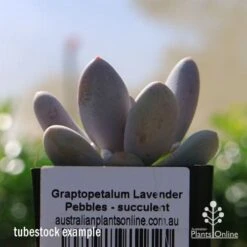 Graptopetalum Lavender Pebbles - Succulent -Australian Plants Online Sales apo lavender pebbles tubestock