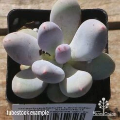 Graptopetalum Lavender Pebbles - Succulent -Australian Plants Online Sales apo lavender pebbles tubestock top