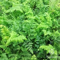 Rumohra Adiantiformis - Leatherleaf Fern 18 Rumohra Adiantiformis - Leatherleaf Fern -Australian Plants Online Sales apo leatherleaf fern foliage 1
