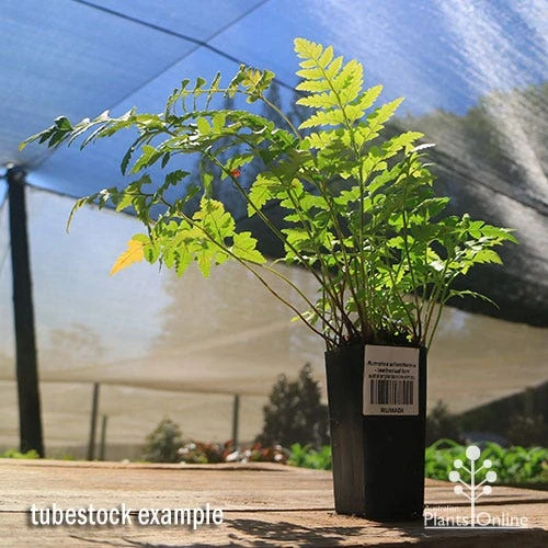 Rumohra Adiantiformis - Leatherleaf Fern 3 Rumohra Adiantiformis - Leatherleaf Fern