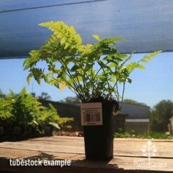 Rumohra Adiantiformis - Leatherleaf Fern 17 Rumohra Adiantiformis - Leatherleaf Fern -Australian Plants Online Sales apo leatherleaf rumohra tubestock large