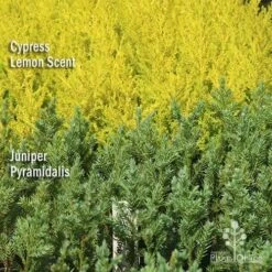 Cupressus Lemon Scent - Lemon Cypress -Australian Plants Online Sales apo lemon cypress juniper pyramidalis