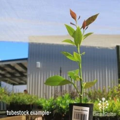 Citrus - Lemon Eureka -Australian Plants Online Sales apo lemon eureka tubestock