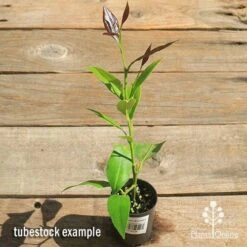 Citrus - Lemon Eureka -Australian Plants Online Sales apo lemon eureka tubestock top