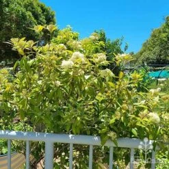 Backhousia Citriodora - Lemon Myrtle -Australian Plants Online Sales apo lemon myrtle community garden