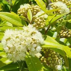 Backhousia Citriodora - Lemon Myrtle -Australian Plants Online Sales apo lemon myrtle flowers