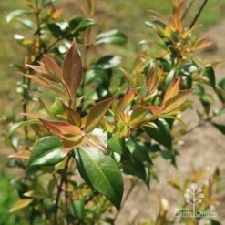 Backhousia Citriodora - Lemon Myrtle -Australian Plants Online Sales apo lemon myrtle foliage