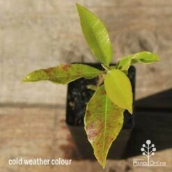 Backhousia Citriodora - Lemon Myrtle -Australian Plants Online Sales apo lemon myrtle leaf colour winter
