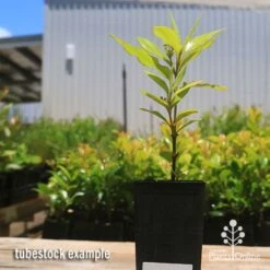 Backhousia Citriodora - Lemon Myrtle -Australian Plants Online Sales apo lemon myrtle tubestock buds