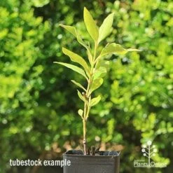 Backhousia Citriodora - Lemon Myrtle -Australian Plants Online Sales apo lemon myrtle tubestock winter