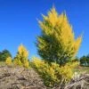 Cupressus Lemon Scent - Lemon Cypress 2 Cupressus Lemon Scent - Lemon Cypress -Australian Plants Online Sales apo lemon scent plantings nursery