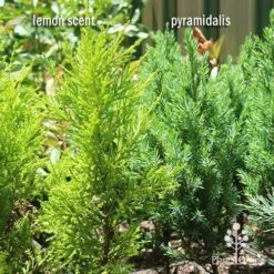 Cupressus Lemon Scent - Lemon Cypress -Australian Plants Online Sales apo lemon scent pyramidalis compare 1