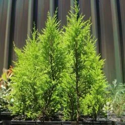 Cupressus Lemon Scent - Lemon Cypress -Australian Plants Online Sales apo lemon scent small trees