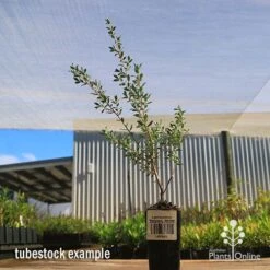Leptospermum Seclusion - Tea Tree -Australian Plants Online Sales apo leptospermum seclusion tubestock