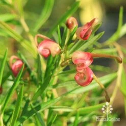 Grevillea Liliane -Australian Plants Online Sales apo liliane flower close