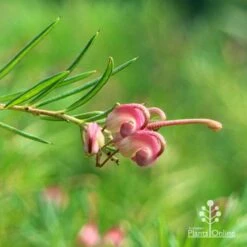 Grevillea Liliane -Australian Plants Online Sales apo liliane flower closeup