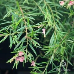 Grevillea Liliane -Australian Plants Online Sales apo liliane weeping