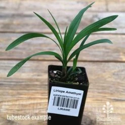 Liriope Amethyst -Australian Plants Online Sales apo liriope amethyst tubestock