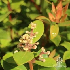 Metrosideros Little Ewan - Dwarf NZ Christmas Bush 29 Metrosideros Little Ewan - Dwarf NZ Christmas Bush -Australian Plants Online Sales apo little ewan buds new leaf