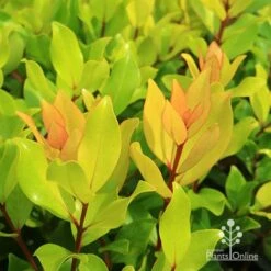 Metrosideros Little Ewan - Dwarf NZ Christmas Bush 28 Metrosideros Little Ewan - Dwarf NZ Christmas Bush -Australian Plants Online Sales apo little ewan leaf colour