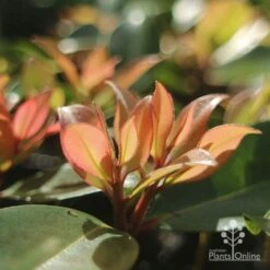 Metrosideros Little Ewan - Dwarf NZ Christmas Bush 25 Metrosideros Little Ewan - Dwarf NZ Christmas Bush -Australian Plants Online Sales apo little ewan new leaf backlit