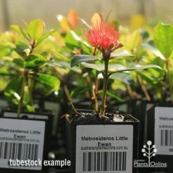 Metrosideros Little Ewan - Dwarf NZ Christmas Bush 23 Metrosideros Little Ewan - Dwarf NZ Christmas Bush -Australian Plants Online Sales apo little ewan tubestock in flower