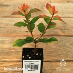 Metrosideros Little Ewan - Dwarf NZ Christmas Bush 18 Metrosideros Little Ewan - Dwarf NZ Christmas Bush -Australian Plants Online Sales apo little ewan tubestock september