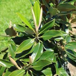 Magnolia Little Gem 23 Magnolia Little Gem -Australian Plants Online Sales apo little gem new leaves