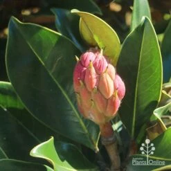 Magnolia Little Gem 22 Magnolia Little Gem -Australian Plants Online Sales apo little gem seedcone forming