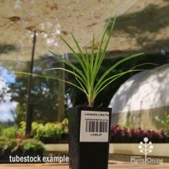 Lomandra Little Pal -Australian Plants Online Sales apo little pal tubestock