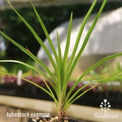 Lomandra Little Pal -Australian Plants Online Sales apo little pal tubestock close