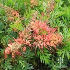 Grevillea Little Robyn -Australian Plants Online Sales apo little robyn flowers and foliage