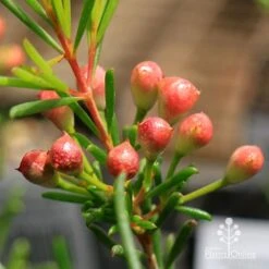 Chamelaucium Local Hero - Waxflower -Australian Plants Online Sales apo local hero buds