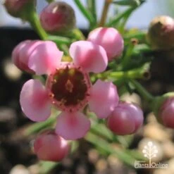 Chamelaucium Local Hero - Waxflower -Australian Plants Online Sales apo local hero colour shade
