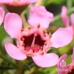 Chamelaucium Local Hero - Waxflower -Australian Plants Online Sales apo local hero flower macro