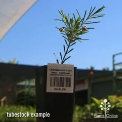 Chamelaucium Local Hero - Waxflower -Australian Plants Online Sales apo local hero tubestock
