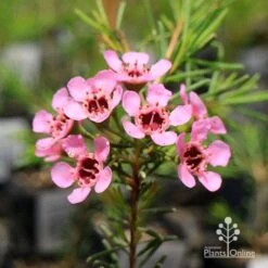 Chamelaucium Local Hero - Waxflower -Australian Plants Online Sales apo local hero tubestock flowering