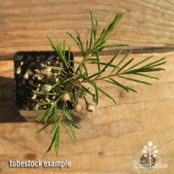 Chamelaucium Local Hero - Waxflower -Australian Plants Online Sales apo local hero tubestock top