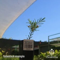 Chamelaucium Local Hero - Waxflower -Australian Plants Online Sales apo local hero tubestock2