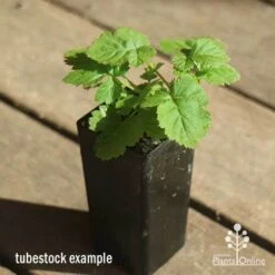 Loganberry -Australian Plants Online Sales apo loganberry tubestock